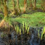 Moerasbos in het Wijffelterbroek. Foto van Erwin Christis