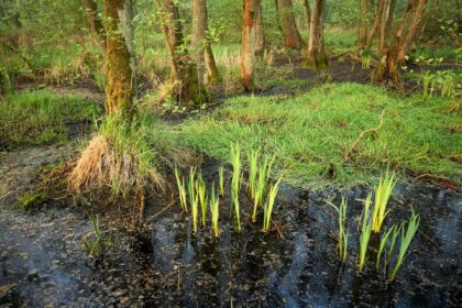 Moerasbos in het Wijffelterbroek. Foto van Erwin Christis