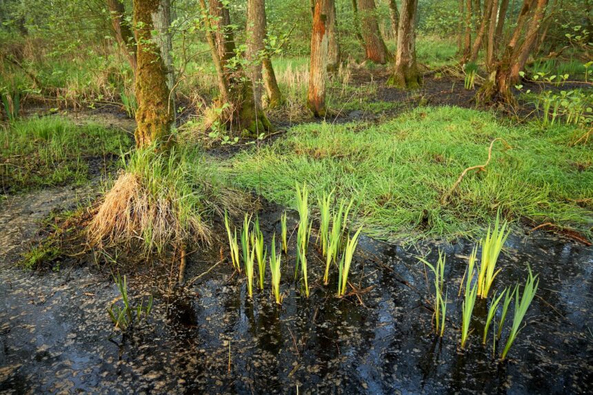 Moerasbos in het Wijffelterbroek. Foto van Erwin Christis