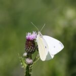 Koolwitje op distel. Foto via Depositphotos