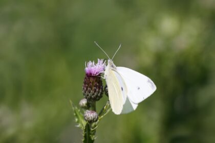 Koolwitje op distel. Foto via Depositphotos