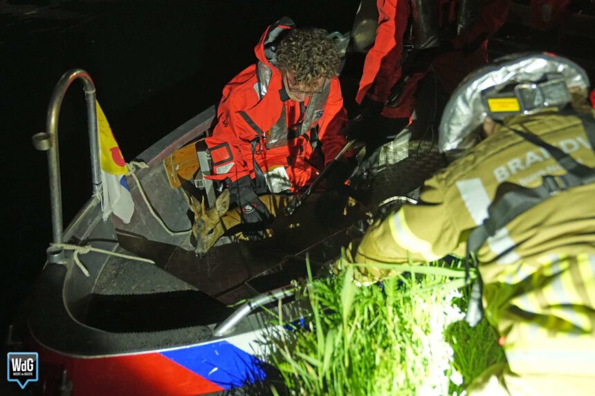 Brandweer redt ree uit Zuid-Willemsvaart in Weert