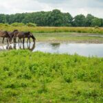 Pony's aan het water. Foto van Mignon van den Wittenboer