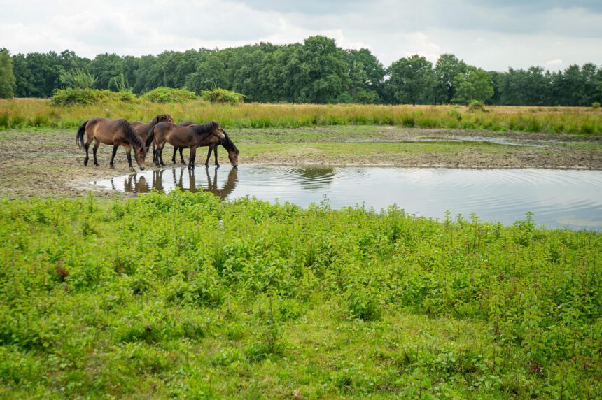 Pony's aan het water. Foto van Mignon van den Wittenboer