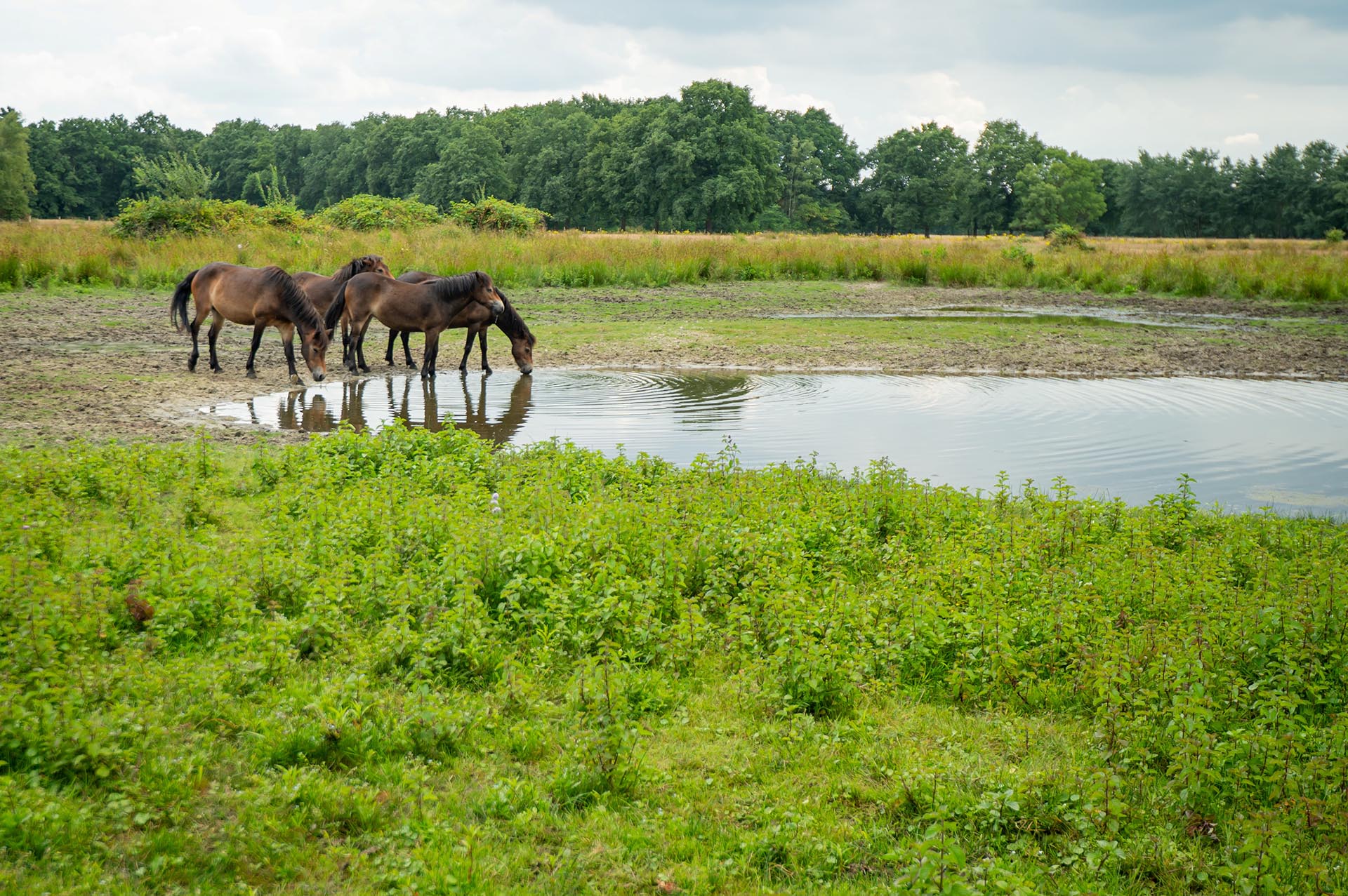 Pony's aan het water. Foto van Mignon van den Wittenboer