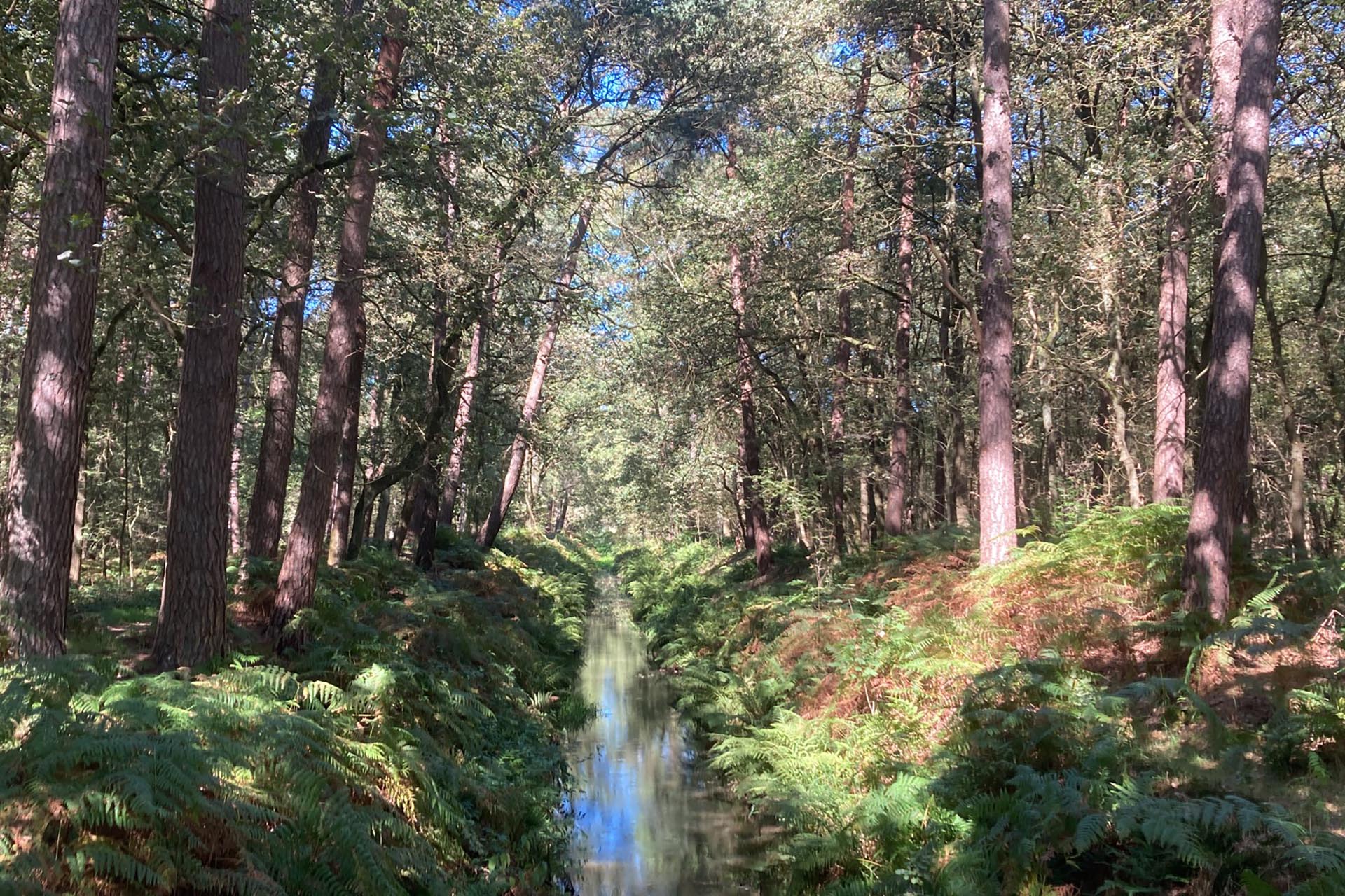 Het Weerterbos. Ingestuurde foto.