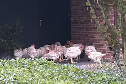 Verwaarloosde kippen na ‘bruiloftsgrap’ - Foto via Dierenambulance Hokazo