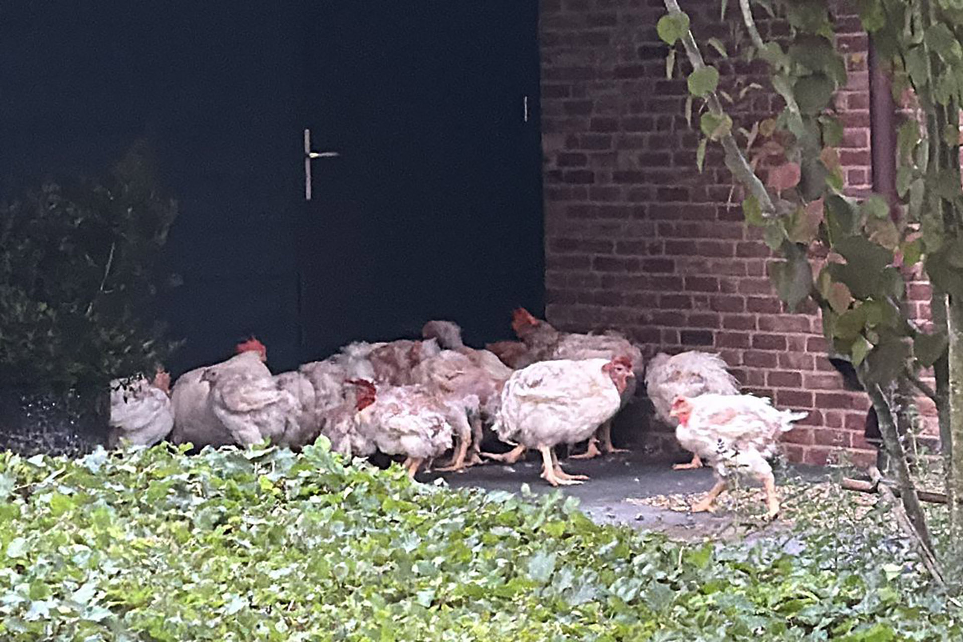 Verwaarloosde kippen na ‘bruiloftsgrap’ - Foto via Dierenambulance Hokazo