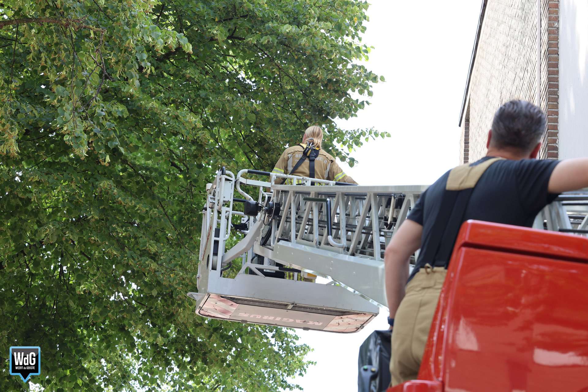 Brandweer zoekt naar kat in boom op de Herenstraat