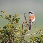 Grauwe Klauwier die gespot kan worden tijdens de struintocht van ARK Rewilding. Foto van Mignon van den Wittenboer