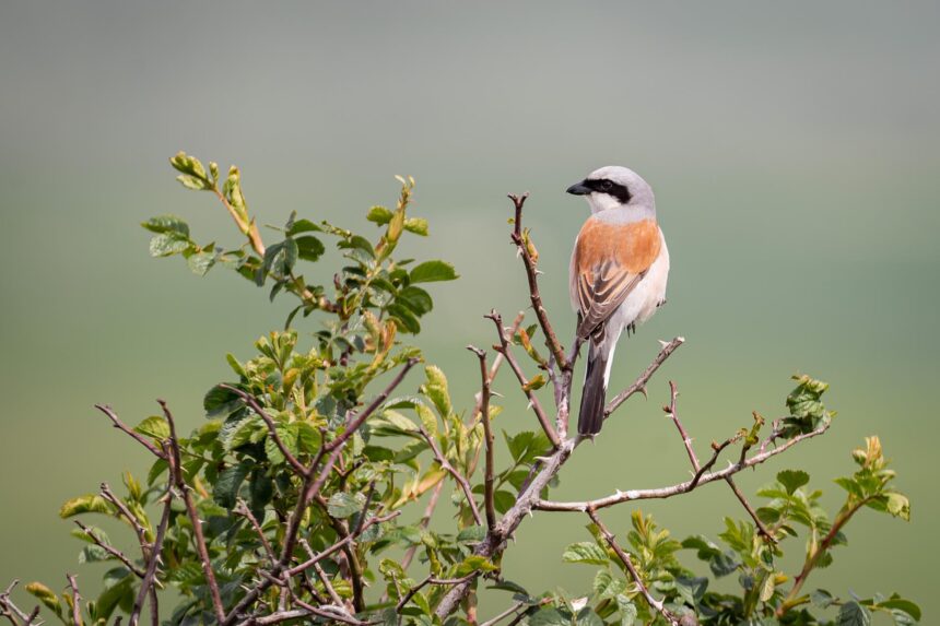 Grauwe Klauwier die gespot kan worden tijdens de struintocht van ARK Rewilding. Foto van Mignon van den Wittenboer