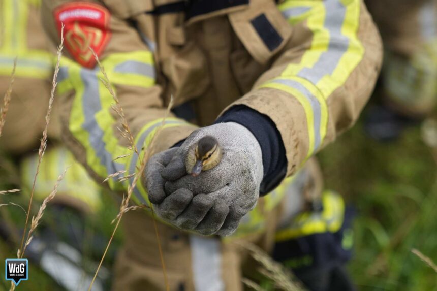 Brandweer redt negen baby-eendjes uit rooster op Kampershoek 2.0