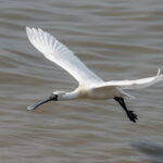 De lepelaar kan gespot worden tijdens de vogelwandeling van IVN Weert e.o. Foto van DepositPhotos