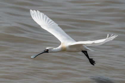 De lepelaar kan gespot worden tijdens de vogelwandeling van IVN Weert e.o. Foto van DepositPhotos