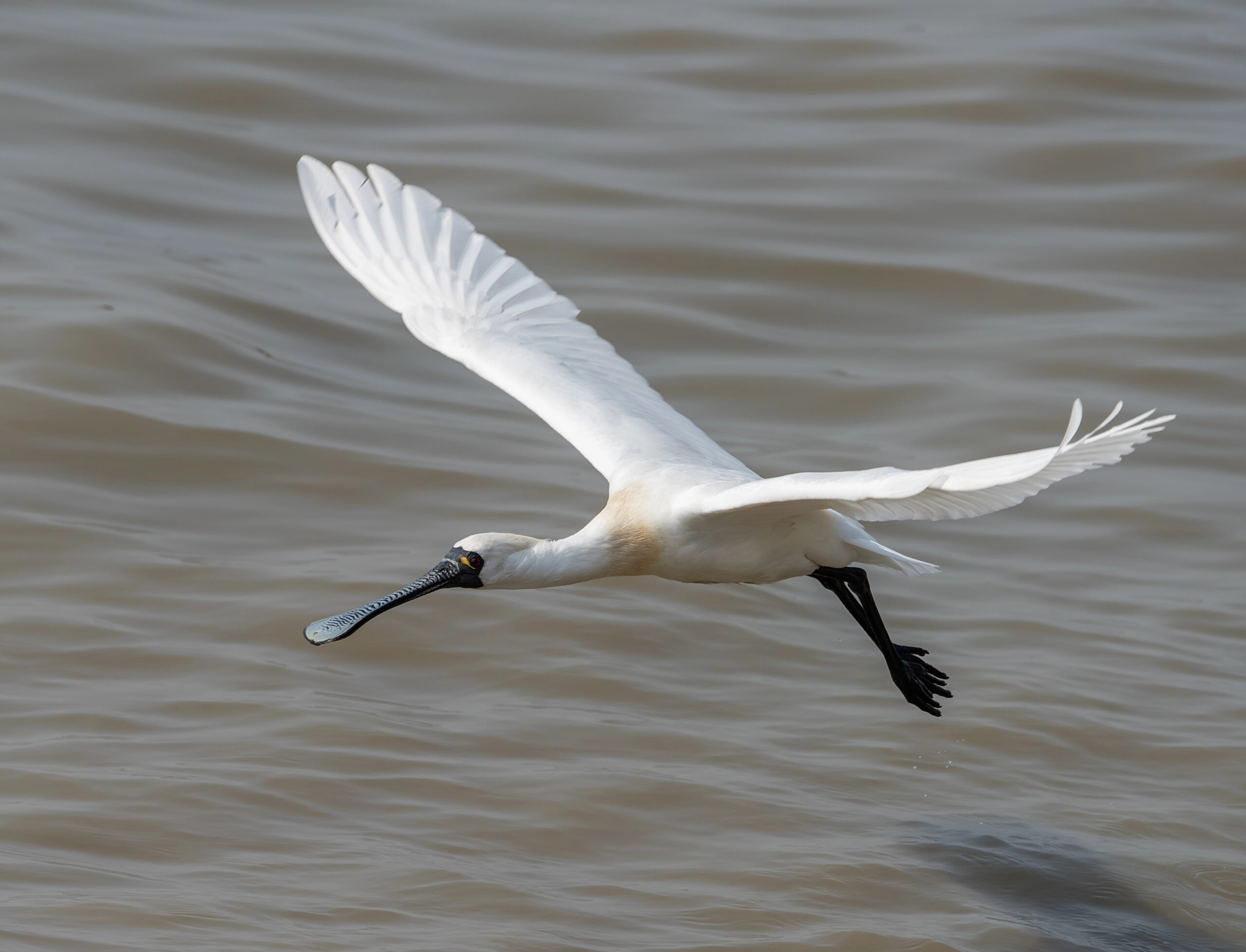 De lepelaar kan gespot worden tijdens de vogelwandeling van IVN Weert e.o. Foto van DepositPhotos