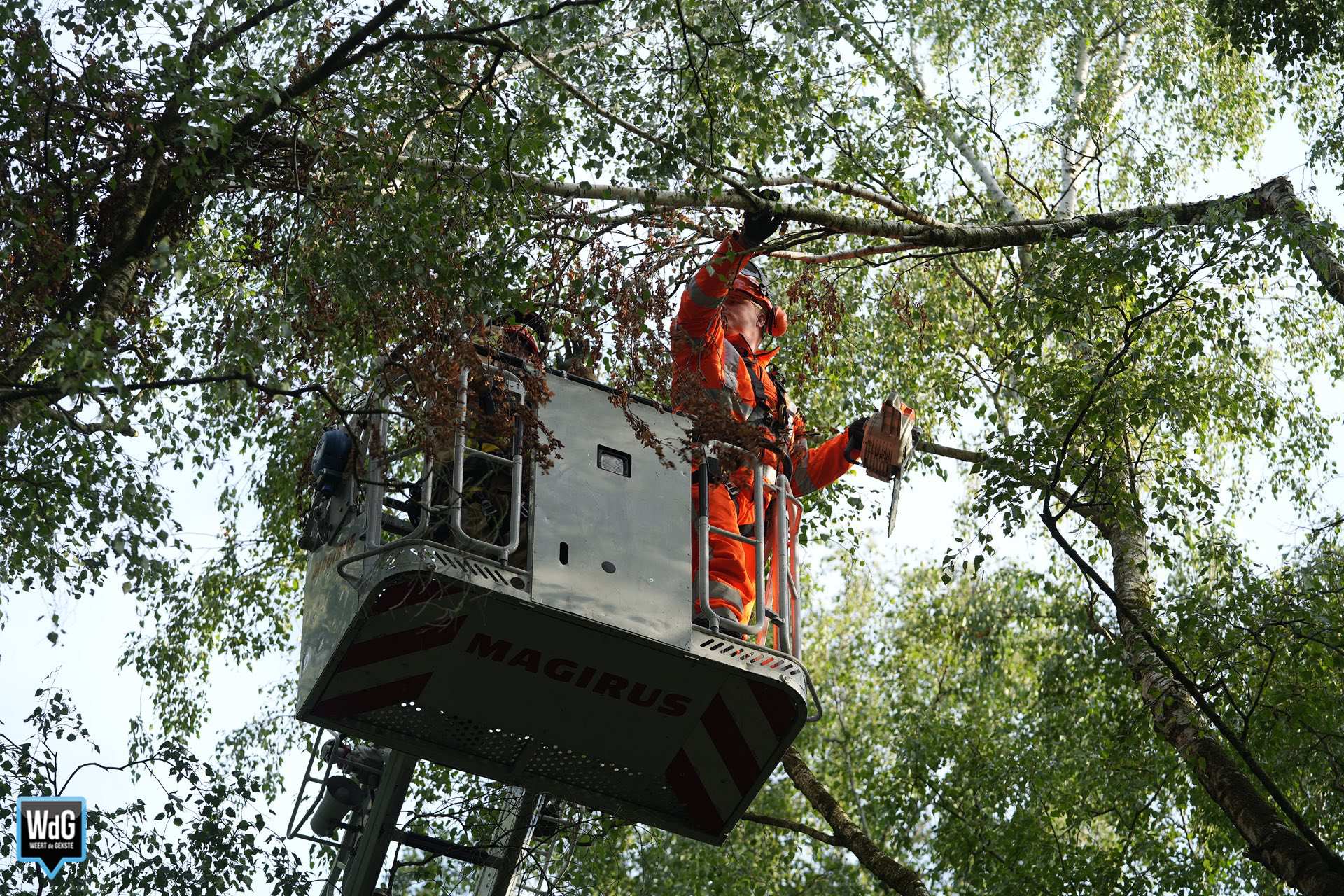 Brandweer verwijdert afgebroken dode tak in Budel-Dorplein