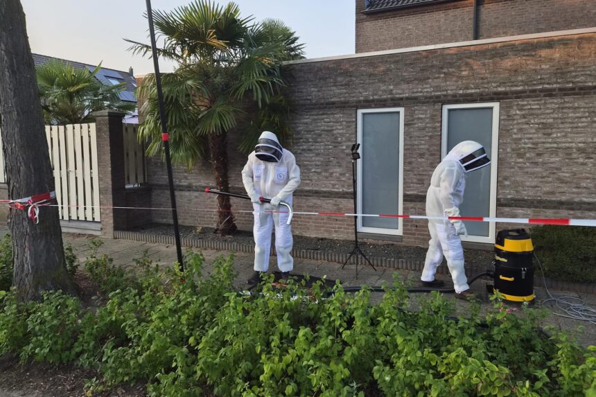 Imkervereniging St. Ambrosius heeft donderdag het eerste nest van de geelpoothoornaar verwijderd aan de Stellingmolen op Molenakker. Foto via Imkervereniging St. Ambrosius Weert