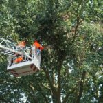 Brandweer verwijdert gevaarlijke takken uit boom in Maarheeze