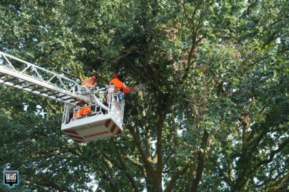 Brandweer verwijdert gevaarlijke takken uit boom in Maarheeze