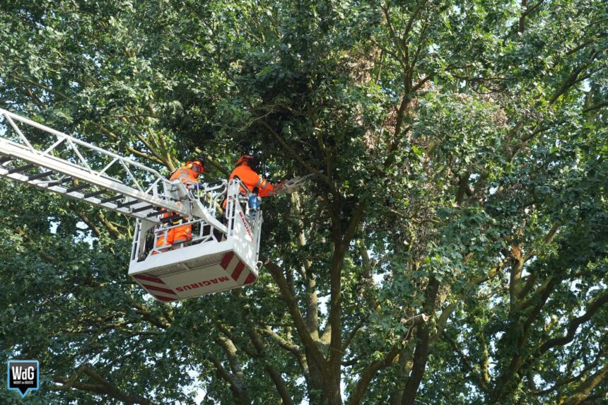 Brandweer verwijdert gevaarlijke takken uit boom in Maarheeze