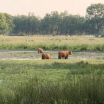 Schotse hooglanders grazen in natuurgebied. Archieffoto