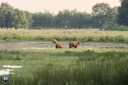 Schotse hooglanders grazen in natuurgebied. Archieffoto