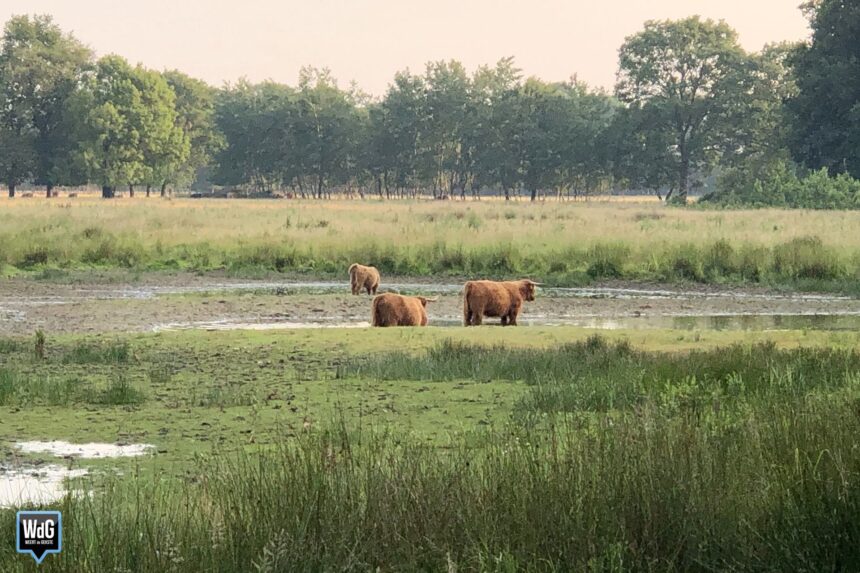 Schotse hooglanders grazen in natuurgebied. Archieffoto