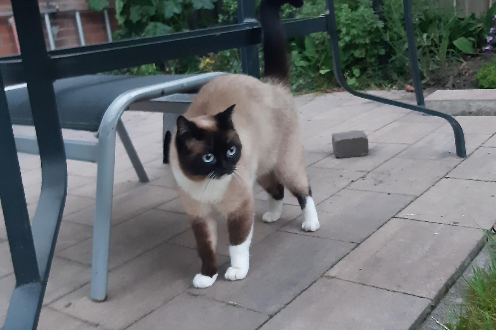 Vermist: Bowie