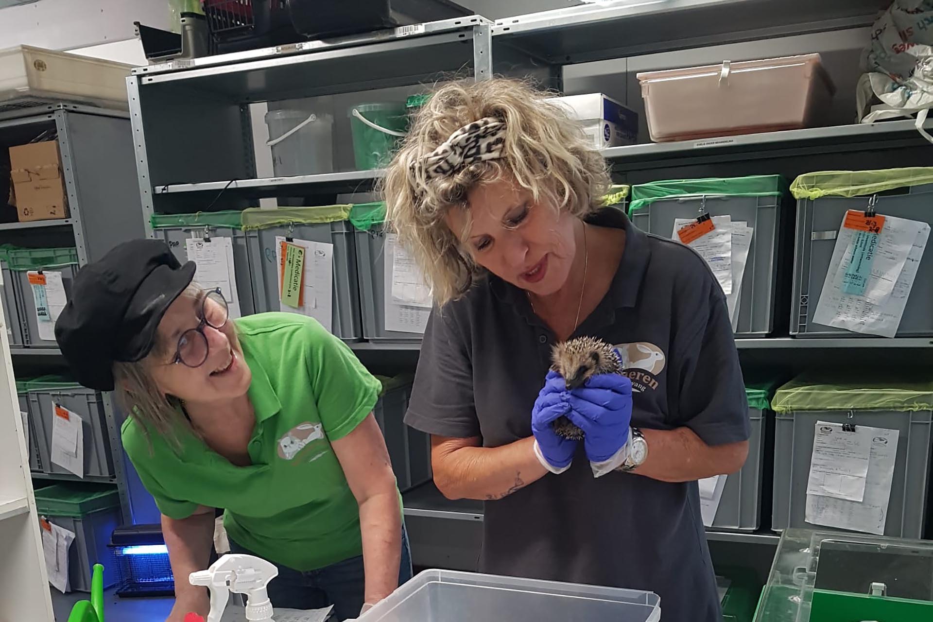 Wildopvang Someren verzorgt jonge egels. Foto via Stichting Wildopvang Someren.