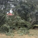 De twee monumentale beuken aan de Windmolen in Weert verkeren in zorgwekkende staat. Maandag brak een grote tak af. Ingestuurde foto