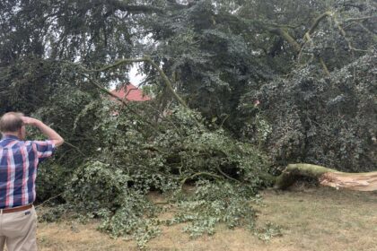 De twee monumentale beuken aan de Windmolen in Weert verkeren in zorgwekkende staat. Maandag brak een grote tak af. Ingestuurde foto