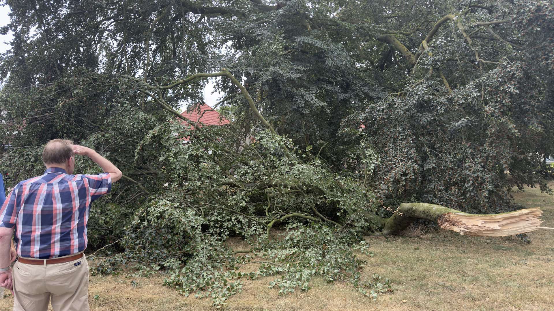 De twee monumentale beuken aan de Windmolen in Weert verkeren in zorgwekkende staat. Maandag brak een grote tak af. Ingestuurde foto