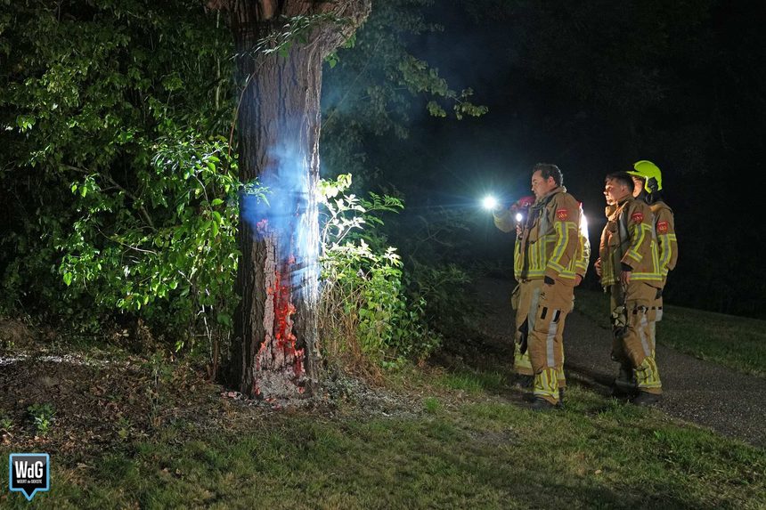 Brandweer geplaagd door hoornaars bij blussen brandende boom