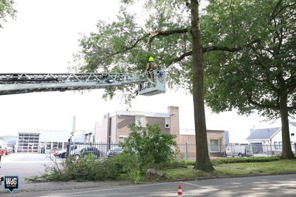 Brandweer verwijdert afgebroken tak op Graafschap Hornelaan