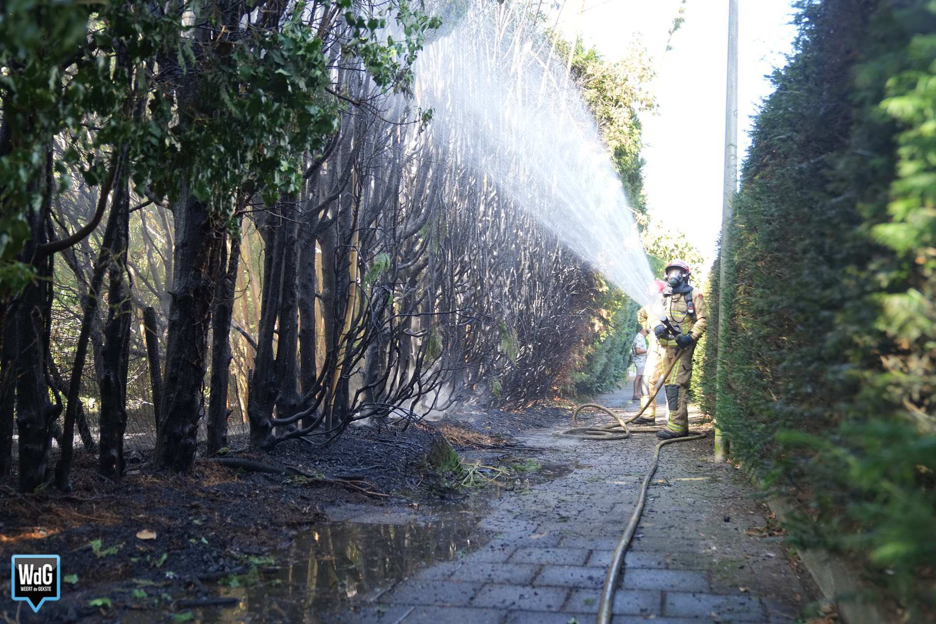 Grote haag vat vlam in Maarheeze