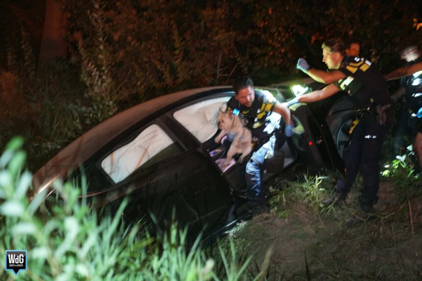 Auto met man en hond belandt in sloot