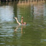 Man springt kanaal in en nodigt agenten uit voor een duik