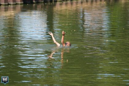 Man springt kanaal in en nodigt agenten uit voor een duik