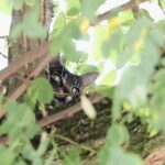 De brandweer werd maandag opgeroepen voor een kat in een boom aan de Sint Rumoldusstraat in Weert.