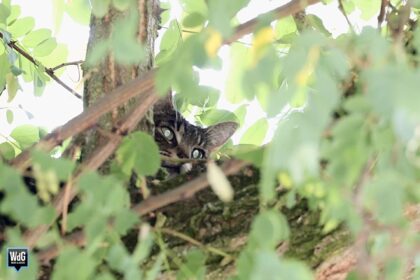 De brandweer werd maandag opgeroepen voor een kat in een boom aan de Sint Rumoldusstraat in Weert.
